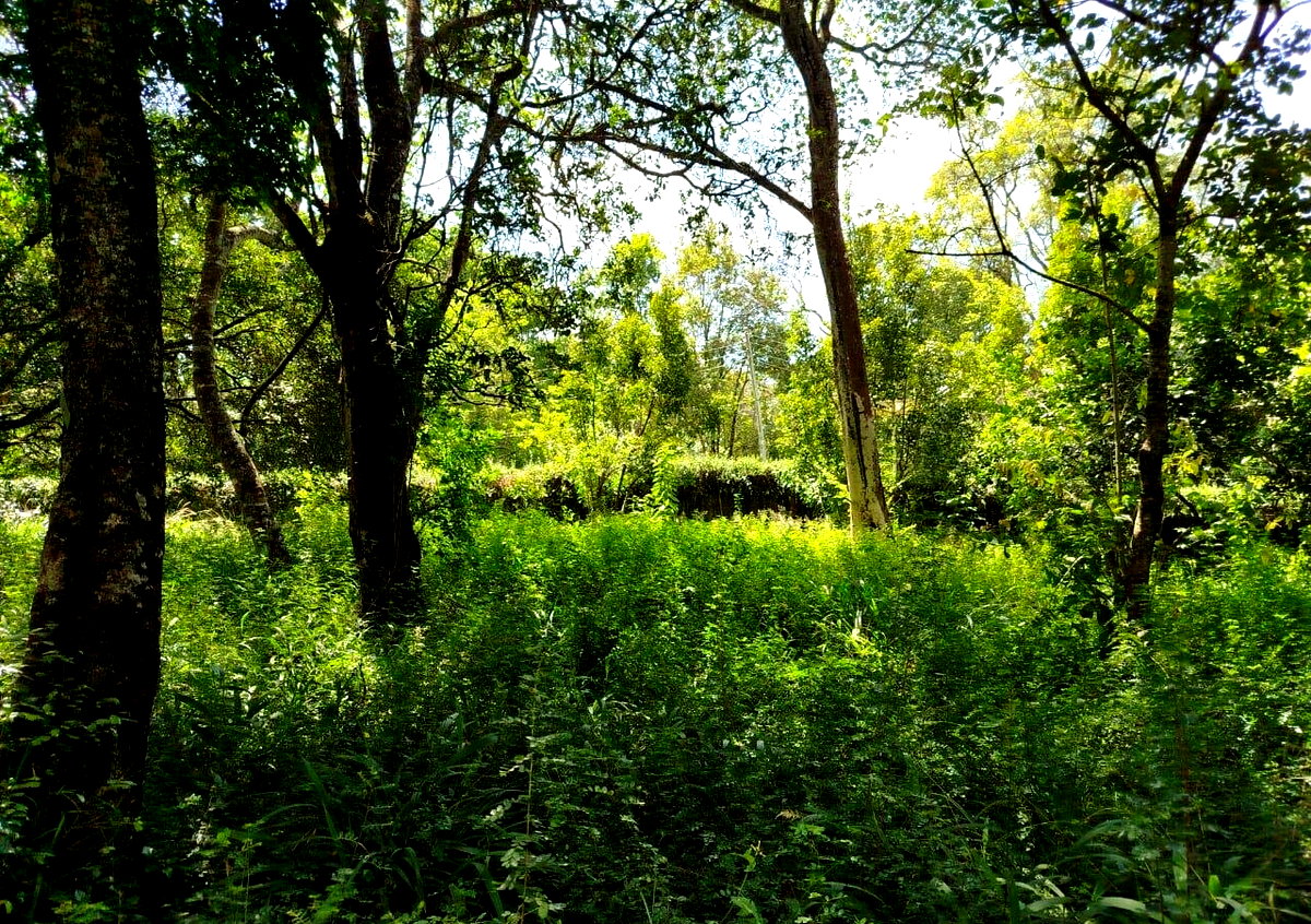 Half Acre Karen Plot at KSh 45M
