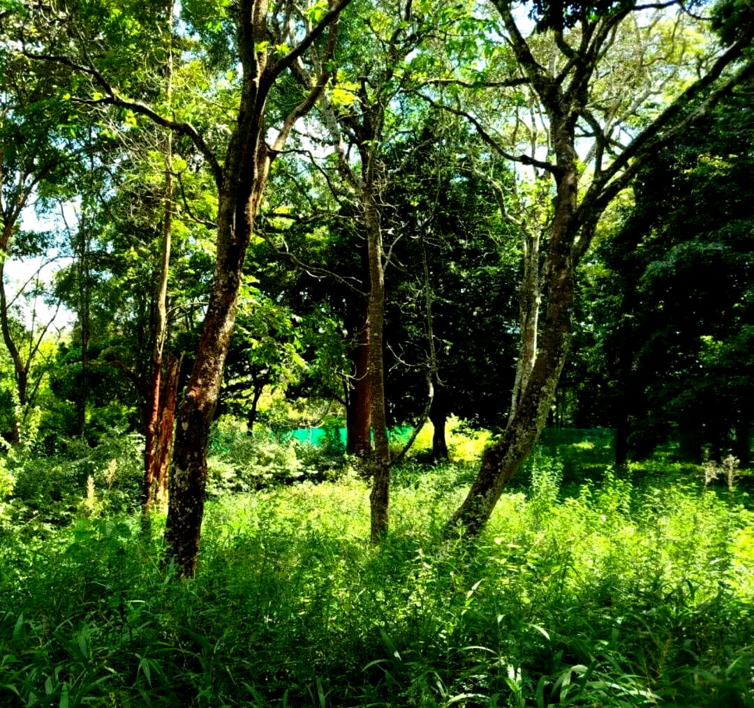Half Acre Karen Plot at KSh 45M