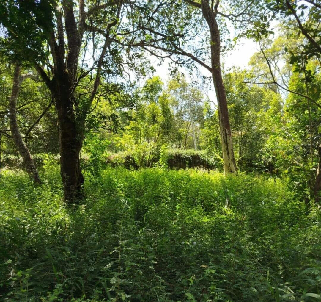 Half Acre Karen Plot at KSh 45M