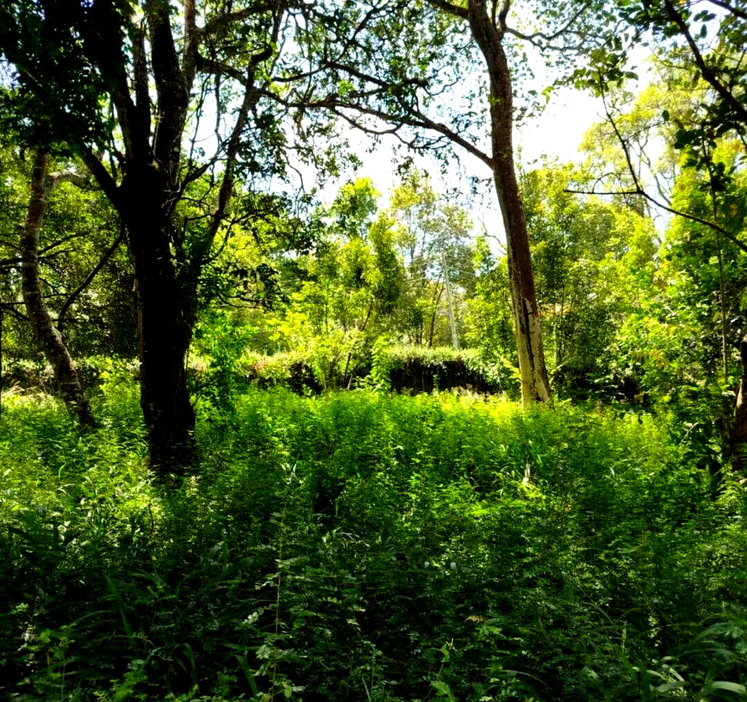 Half Acre Karen Plot at KSh 45M