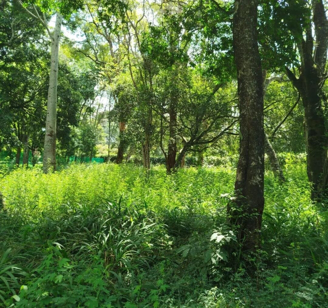 Half Acre Karen Plot at KSh 45M