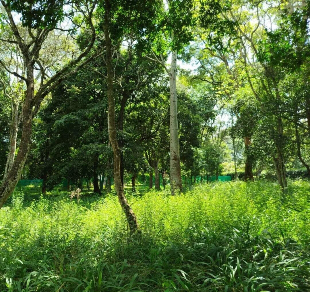 Half Acre Karen Plot at KSh 45M