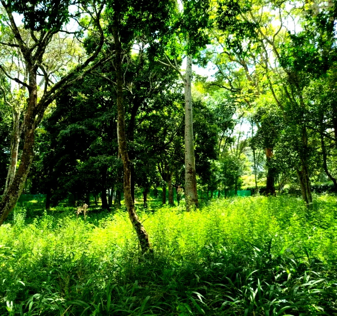 Half Acre Karen Plot at KSh 45M