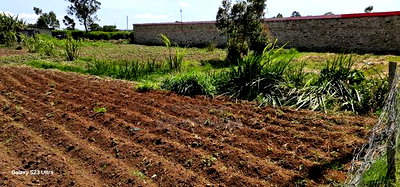 1/2 Acre For Sale Kapseret Lobo In Eldoret - Image 4