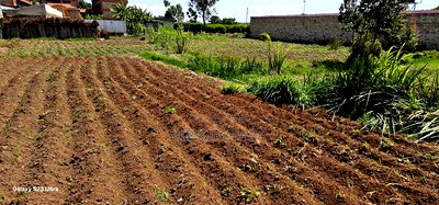 1/2 Acre For Sale Kapseret Lobo In Eldoret - Image 5