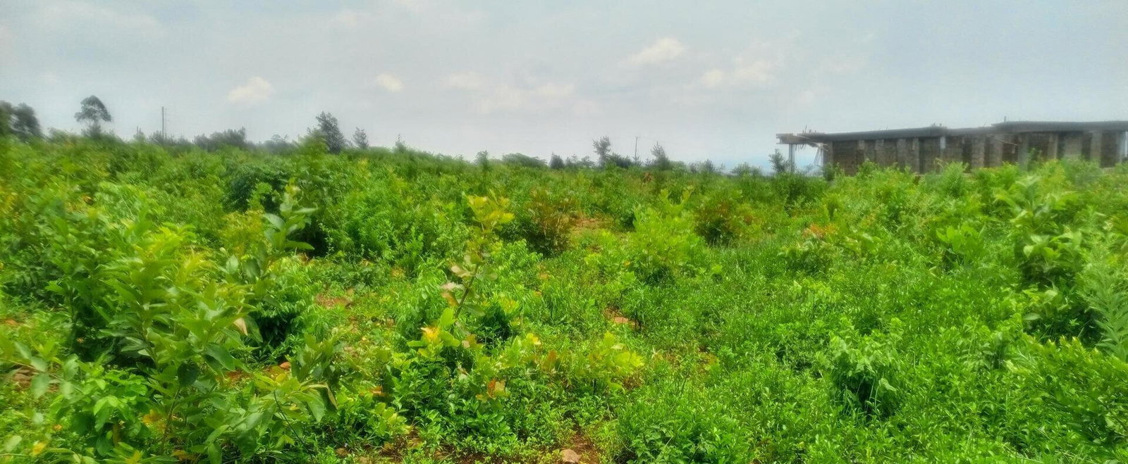 KSh 3.6M RIAT Hills Plot