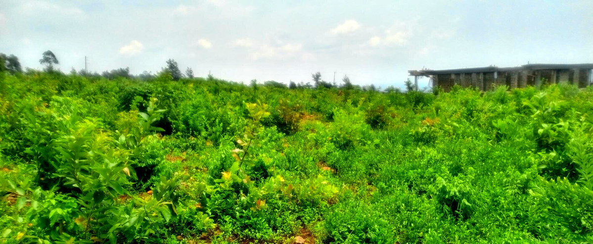 KSh 3.6M RIAT Hills Plot