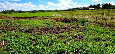 Prime Commercial Plots for Sake in Kimumu Marura in Eldoret - Image 2