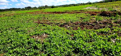 Prime Commercial Plots for Sake in Kimumu Marura in Eldoret - Image 6