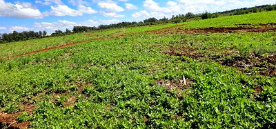 Prime Commercial Plots for Sake in Kimumu Marura in Eldoret - Image 7