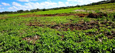Prime Commercial Plots for Sake in Kimumu Marura in Eldoret - Image 8