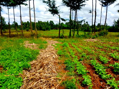 6 Acre Prime Land in Cheplaske, Eldoret - Image 3