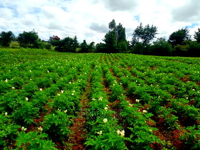 6 Acre Prime Land in Cheplaske, Eldoret - Image 2