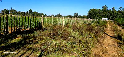 1/4 Plot for Sale in Royalton After Annex in Eldoret - Image 2