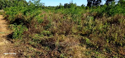 1/4 Plot for Sale in Royalton After Annex in Eldoret - Image 6