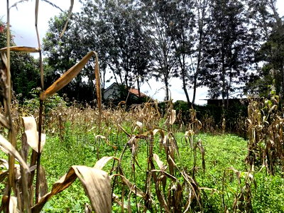 Gated Residential Eighth Acre Corner Plot in Kerarapon Ngong - Image 3