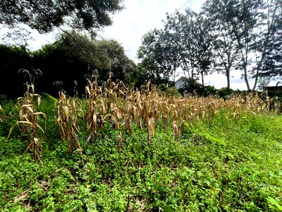 Gated Residential Eighth Acre Corner Plot in Kerarapon Ngong - Image 5