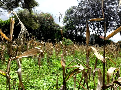 Gated Residential Eighth Acre Corner Plot in Kerarapon Ngong - Image 4