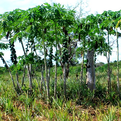 Malindi Land On Sale - Image 1