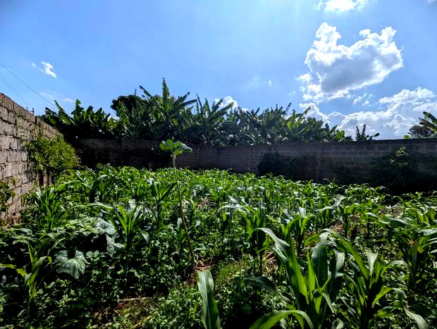 40 by 100 Plot in Kihingo Kiambu Town