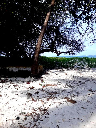 For Sale 1 Acre Beach Plot Nyali - Image 3