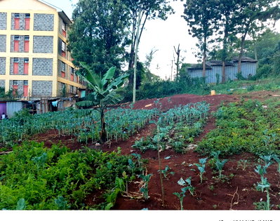 Quarter Acre Commercial Plot with Garden