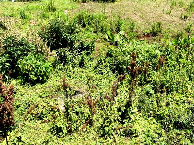 3 Acres of Land for Sale in Ngong, Kahara Road Plus Farm Buildings - Image 3