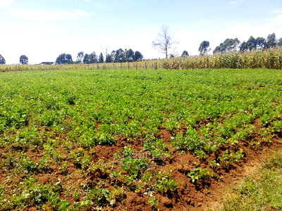 Prime Plots Opposite KARI Njoro - Image 1