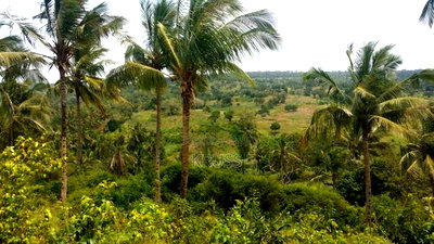10.5 Acre Plot of Land for Sale Along Vipingo Ridge - Image 2