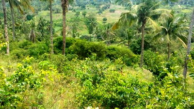 10.5 Acre Plot of Land for Sale Along Vipingo Ridge - Image 6