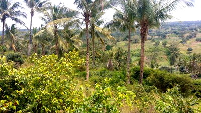 10.5 Acre Plot of Land for Sale Along Vipingo Ridge - Image 5