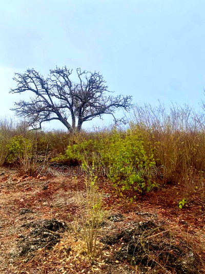Breezy Hills Estate 1/8 Acre in Malindi: - Image 3