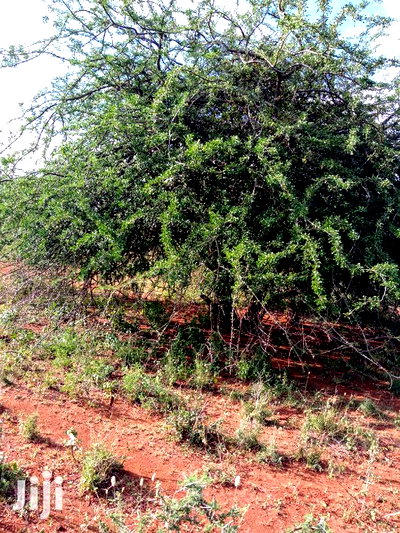 5 Acres Farming Land in Eremit(Near Tinga )At Per Acre - Image 6