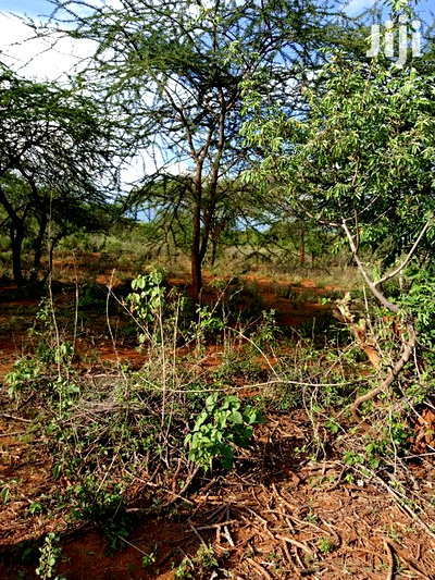 5 Acres Farming Land in Eremit(Near Tinga )At Per Acre - Image 1