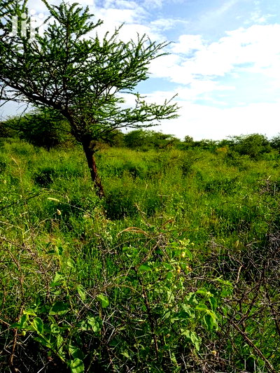 5 Acres Farming Land in Eremit(Near Tinga )At Per Acre - Image 2