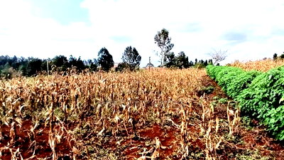 Residential One Acre for Sale - Image 1
