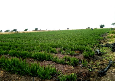 20-Acre Garden Land with Parking - Kajiado