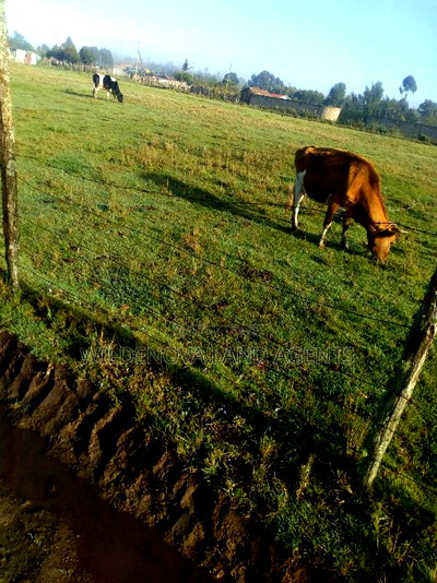 Plote on Sale at Mtonyora Kinangop - Image 2