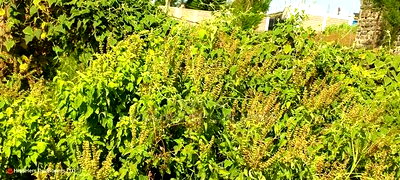 50*100 Plot in Lanet Kamfarm Only 500m From Tarmac at 2.5M - Image 2