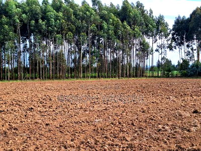 Quarter Acre Plots Nyahururu Township - Image 4