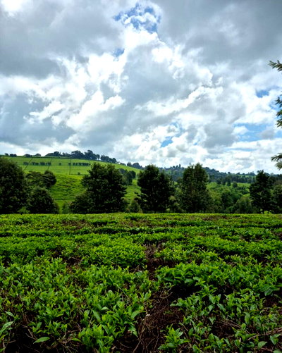 5-Acre Land in Tigoni for KSh 150M