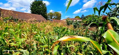 1/2 Acre for Sale Elgonview Near Boma Inn and Temple Eldoret - Image 7