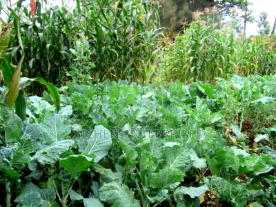 5bdrm Farm House in Redhills, Limuru for sale - Image 7