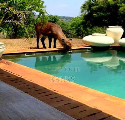 Furnished 5bdrm Farm House in Vipingo for sale - Image 9