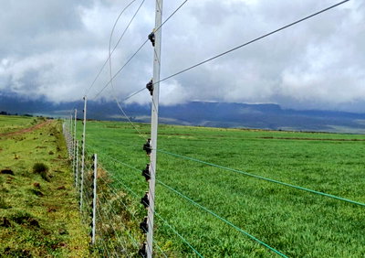 1.1-Acre Farm with Forest Views - Timau