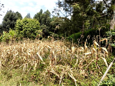 Residential Eighth Acre Plot in Ngong, Memusi. Red Soil Near Iat SCH - Image 4