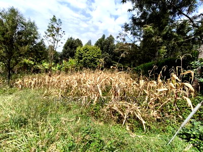 Residential Eighth Acre Plot in Ngong, Memusi. Red Soil Near Iat SCH - Image 3