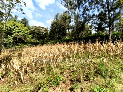 Residential Eighth Acre Plot in Ngong, Memusi. Red Soil Near Iat SCH - Image 2