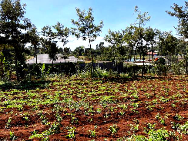 Residential 70 X 100 Fts Plot for Sale in Kikuyu, Gikambura.