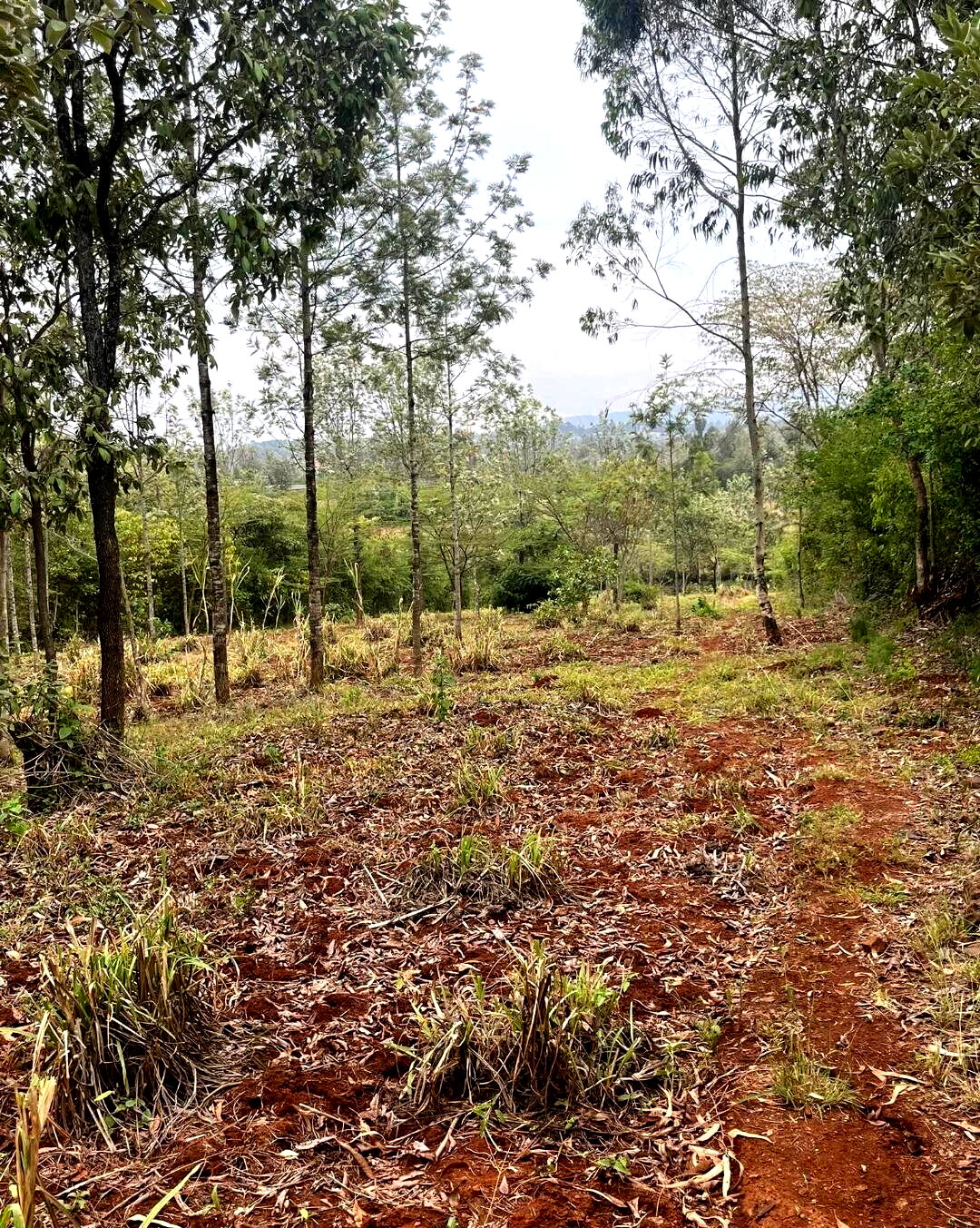 1-Acre Development Plot with Red Soil - Matasia, Ngong